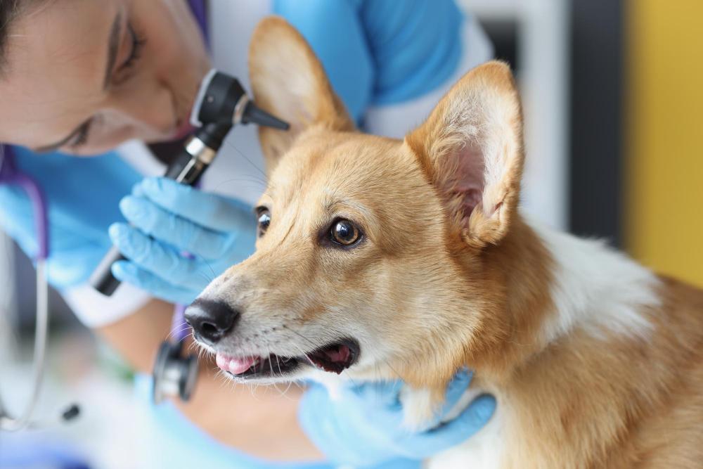 Veterinary portfolio